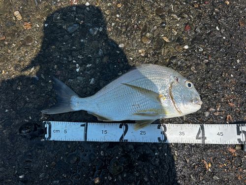 ヘダイの釣果