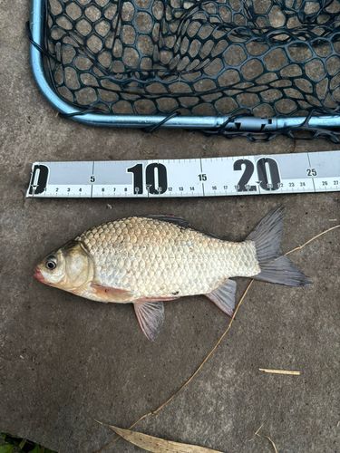 ヘラブナの釣果