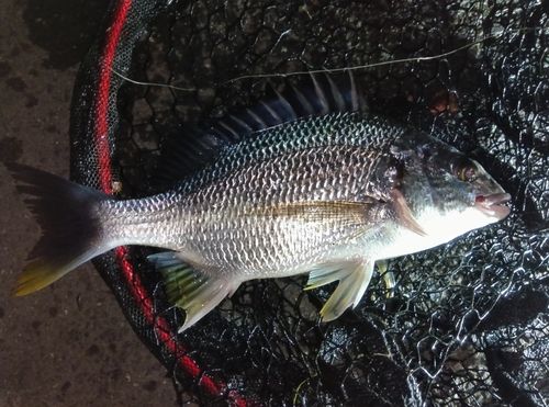 キビレの釣果