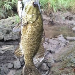 スモールマウスバス