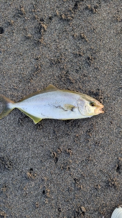 ショゴの釣果