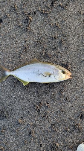 ショゴの釣果