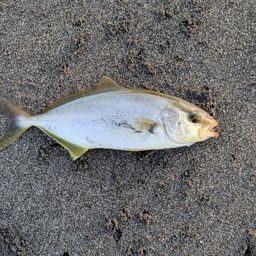 ショゴ