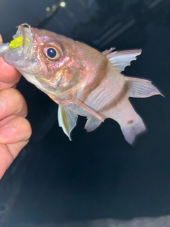 ヨコスジイシモチの釣果