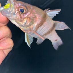 ヨコスジイシモチ