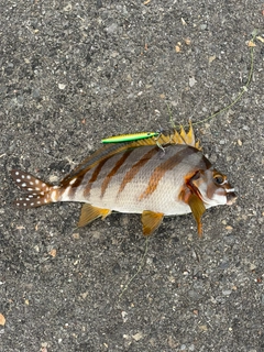 タカノハダイの釣果