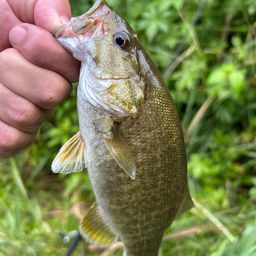 スモールマウスバス