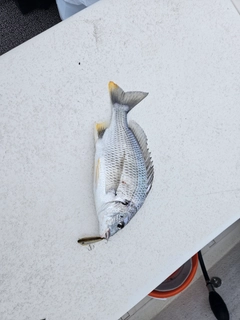 キビレの釣果