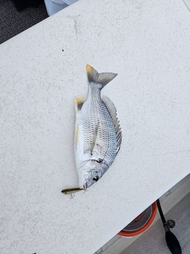 キビレの釣果