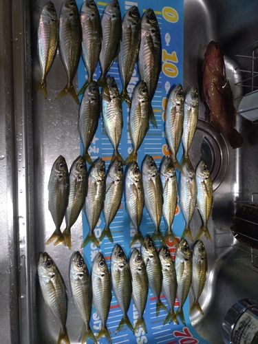 アジの釣果