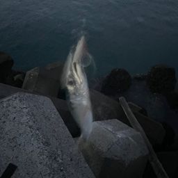 サバ