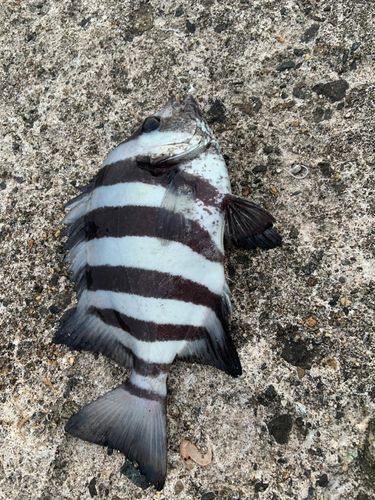 サンバソウの釣果