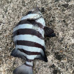 サンバソウ
