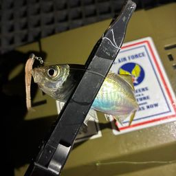 アジ