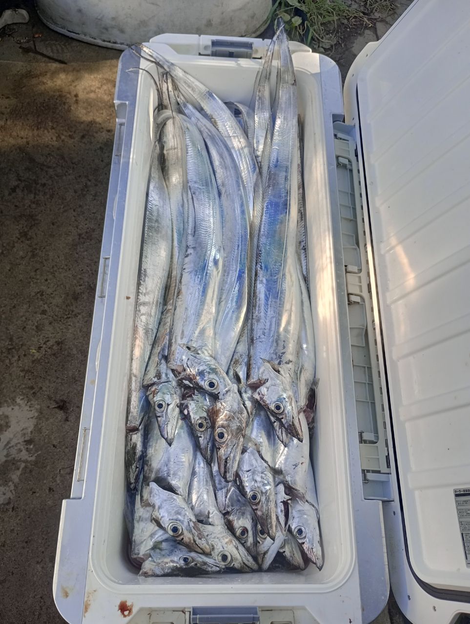 kenichikkkさんの釣果 2枚目の画像