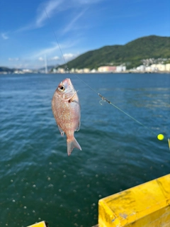 マダイの釣果
