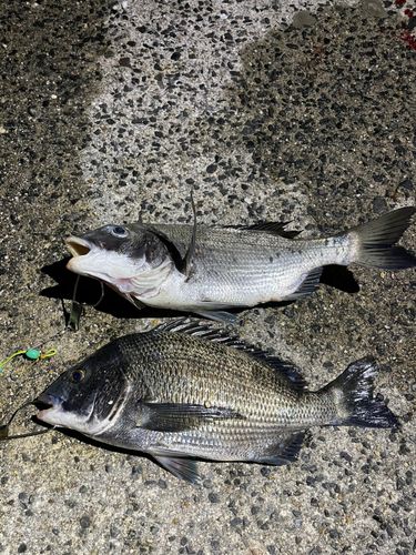 クロダイの釣果