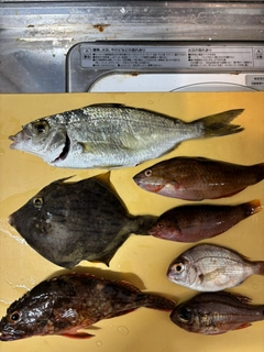 クロサギの釣果