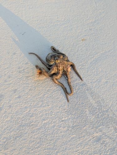 タコの釣果