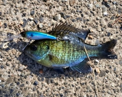 ブルーギルの釣果