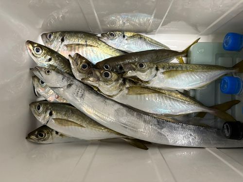 マアジの釣果