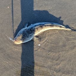 マゴチ