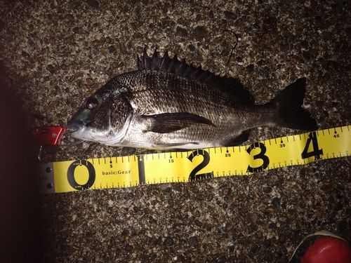 クロダイの釣果