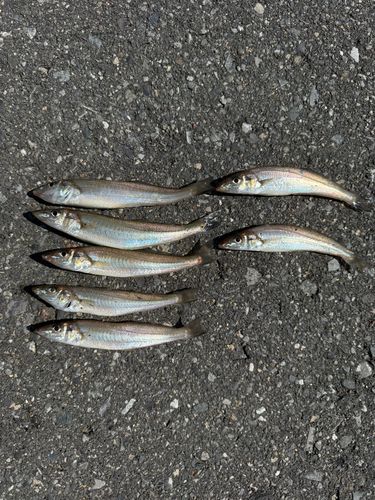 キスの釣果