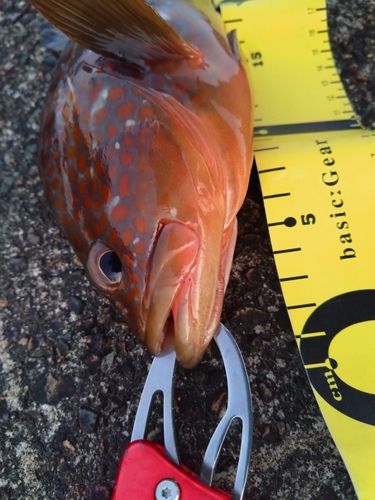 キジハタの釣果