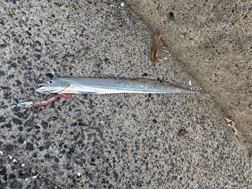 タチウオの釣果