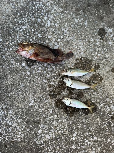 アジの釣果