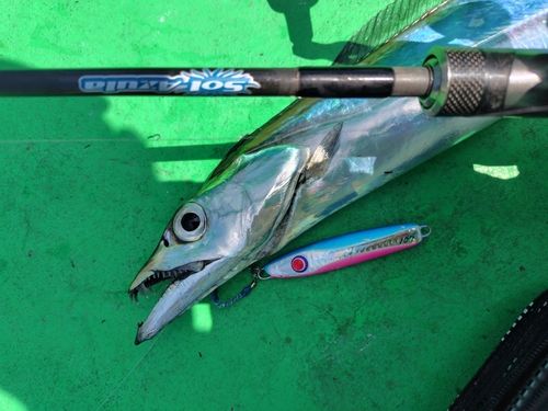タチウオの釣果