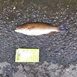 スモールマウスバス