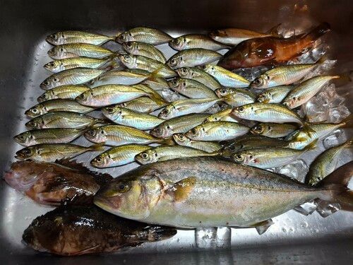 マアジの釣果