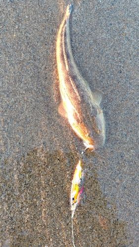 マゴチの釣果