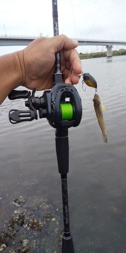 ハゼの釣果