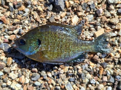 ブルーギルの釣果