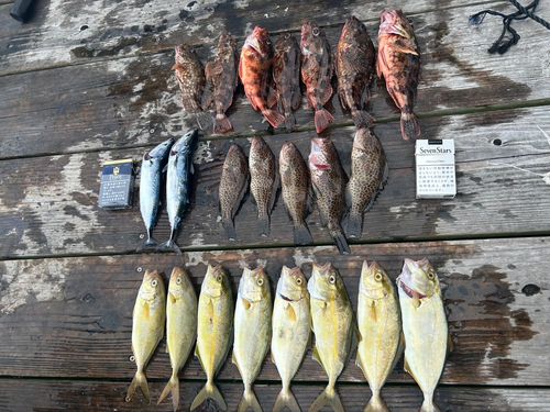 ショゴの釣果