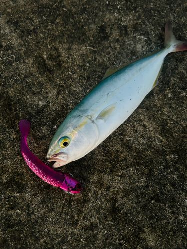 ワカシの釣果