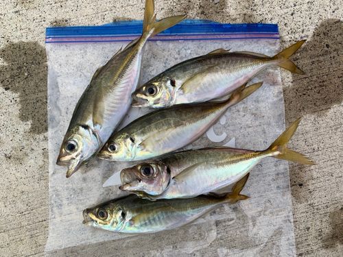 アジの釣果