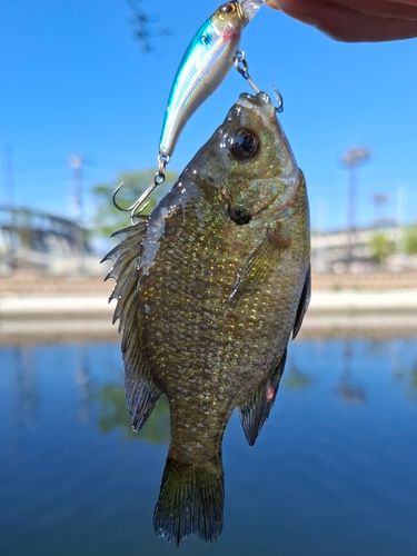 ブルーギルの釣果