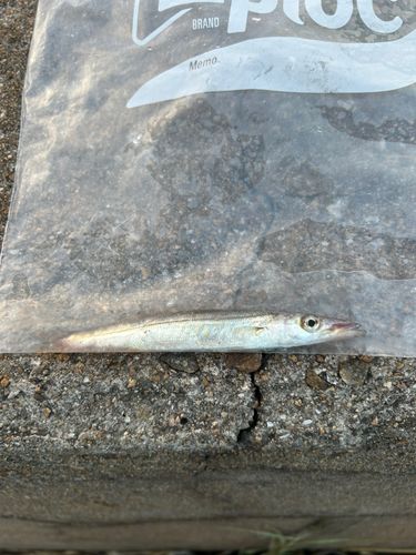 カマスの釣果