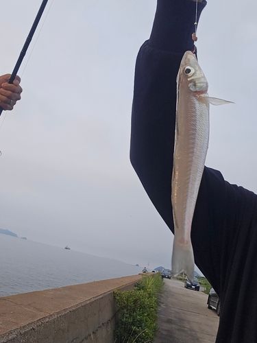 キスの釣果