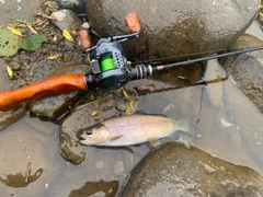 ニジマスの釣果