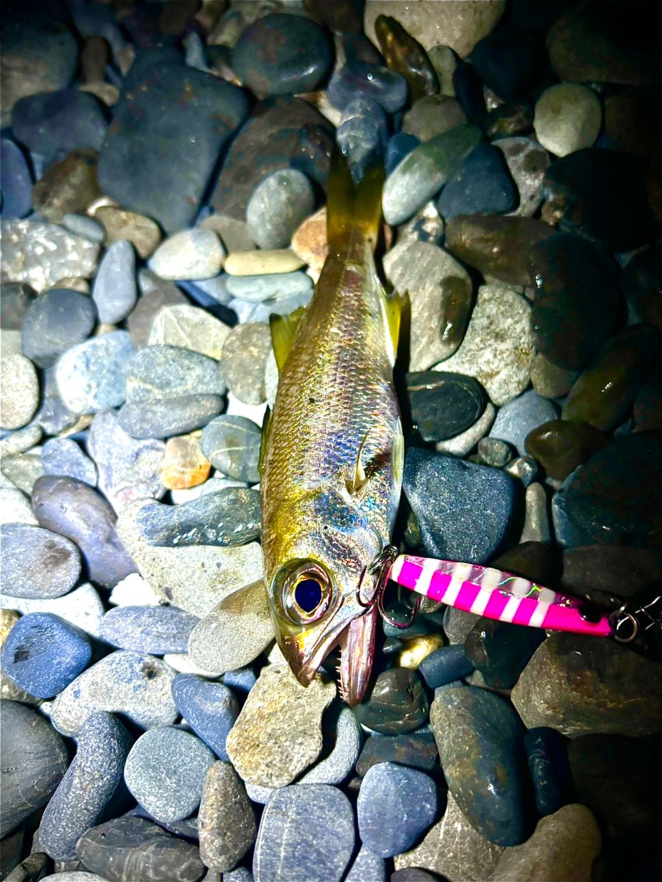 シイラ