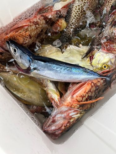 マルソウダの釣果