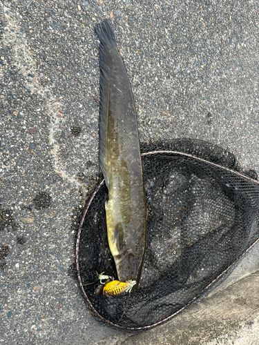 マナマズの釣果