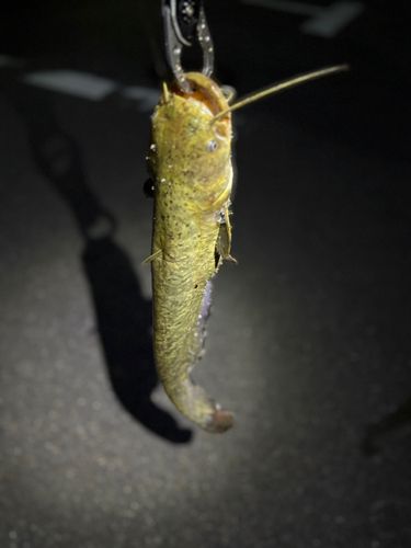 マナマズの釣果