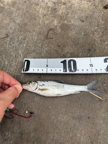 ニゴイの釣果