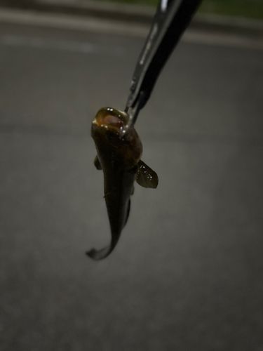 マナマズの釣果